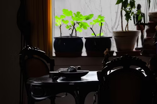 plants and feng shui window setup with green plants and dining table