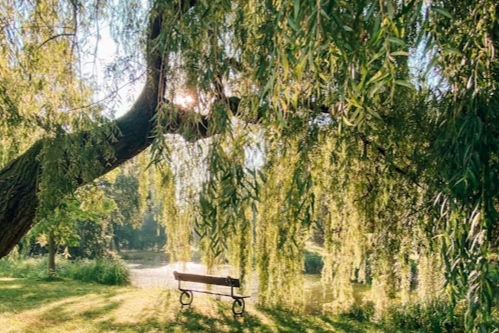 willow tree figurines and plants styling inspiration with a weeping willow and park bench in sunlit greenery